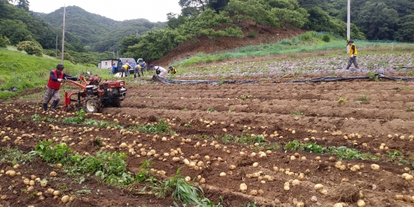 농촌봉사활동 참여 (감자수확 모습)