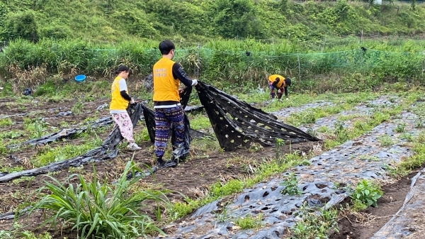 농촌봉사활동 참여 (폐비닐 수거 모습)