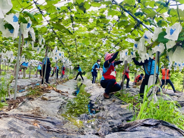 한국농어촌공사와 함께하는 농촌일손돕기 행사 모습