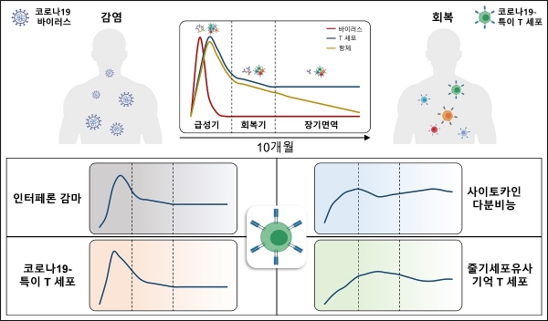 기억 T세포의 특성 연구 설명도.