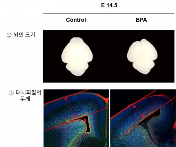 비스페놀 A 노출에 따른 신경세포 생성에 대한 영향