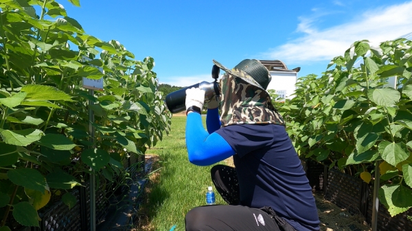 폭염기 농작물 관리 및 농업인 건강관리 당부 (수분 섭취 모습)