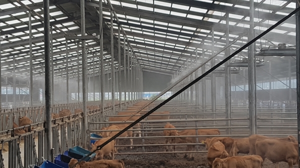 폭염기 농작물 관리 및 농업인 건강관리 당부(축사 안개분무 모습)