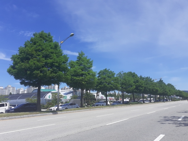 북유성대로 낙우송 가로수 전경