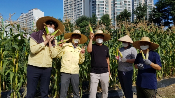간부공무원과 청렴 동아리 회원들이 직접 참여하여 옥수수 80kg을 수확했다.