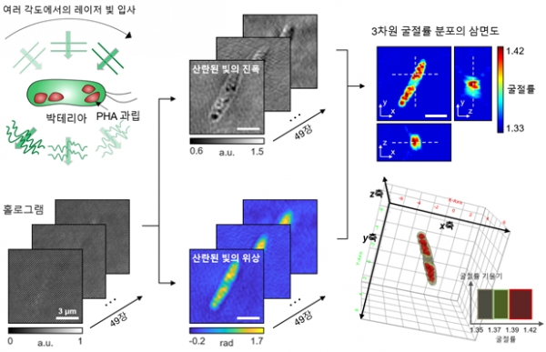 PHA 생산 미생물의 3차원 광 회절 단층 촬영 과정 모식도