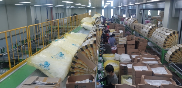 미국 수출을 위해 선별, 포장작업중인 천안배원예농협 선별장