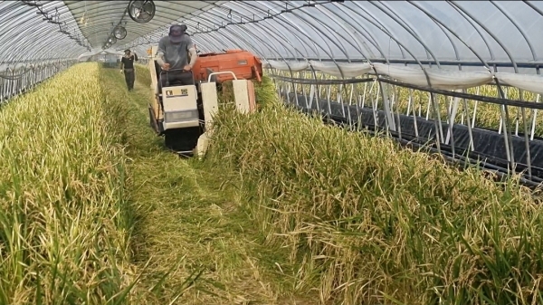 지난 빠르미 벼 수확 장면