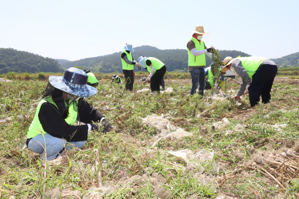지난 6월21일 충남세종농협 임직원과 공주대학교, 한서대학교 학생들이 일손부족으로 마늘수확에 어려움을 겪고 있는 서산시 부석면 마늘농가를 찾아 일손돕기 자원봉사활동을 펼쳤다.