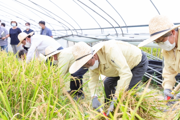 지난 6월 9일 빠르미로 모내기를 한 지 불과 69일 만에 벼 수확 작업 진행 모습