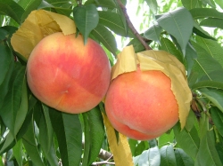 신품종 복숭아 류종도