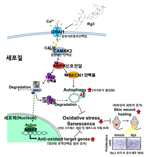 Rg3가 세포노화를 저해하는 작용기전 모식도