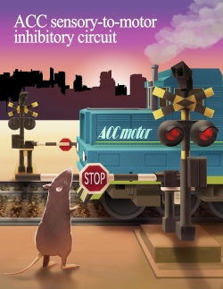 전대상 피질의 시각-운동 억제성 회로의 기능에 대한 일러스트