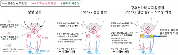 Shank2 결손 생쥐의 사회성 저하 및 광유전학 자극을 통한 회복 모식도