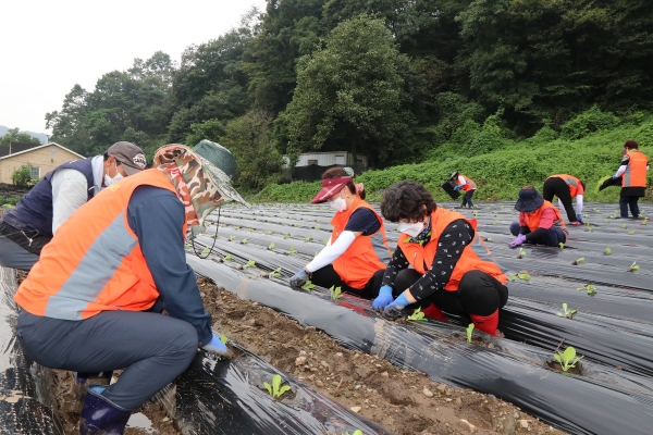 대전 서구 원정동에서 지역 소외계층을 위해 「대전시민과 함께하는 나눔 배추 심기」 실시