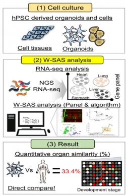 줄기세포 유래 오가노이드의 정량적 인체 유사도 평가 흐름도