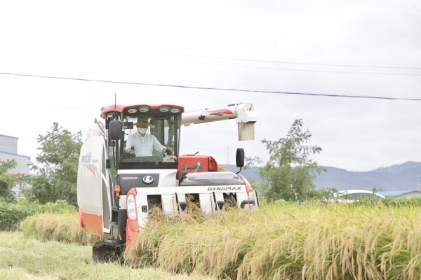 천안시 첫 벼베기 현장 모습