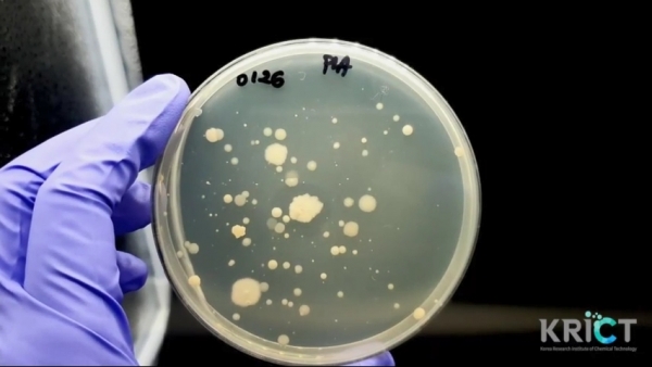 플라스틱 분해 미생물 스크리닝 키트 속 미생물이 플라스틱을 갉아먹은 모습 / 화학연 제공