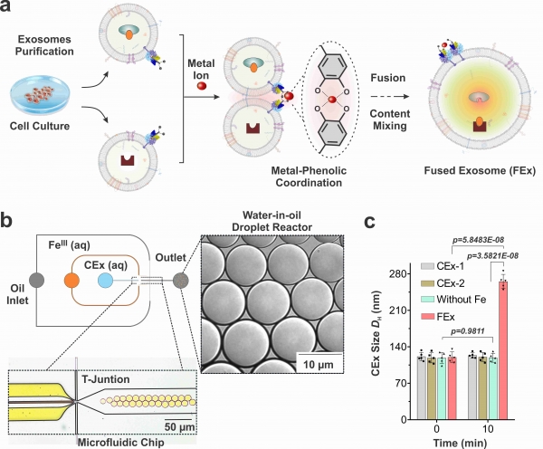 엑소좀 융합 반응