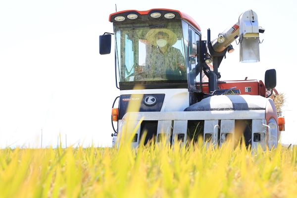 맹정호 서산시장이 15일 인지면 야당1리 들녘에서 콤바인을 타고 벼를 수확하는 모습
