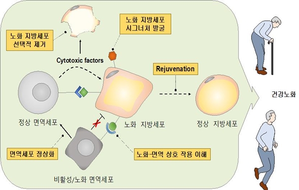 지방 면역 유도 노화제어(AIGE) 기술 개요도