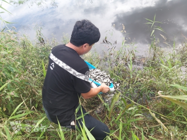 예산군이 예당호에 토종붕어와 동자개를 방류하고 있다.