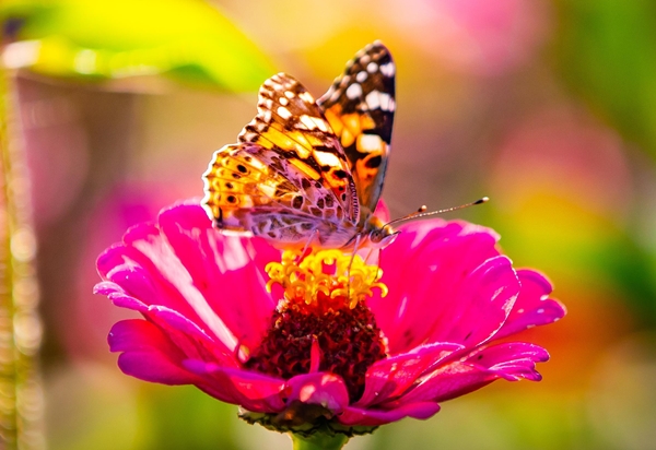 국립세종수목원 방문자센터에 날아든 작은멋쟁이나비