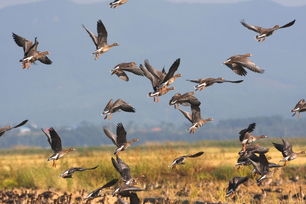 천수만 쇠기러기의 비행(11일)