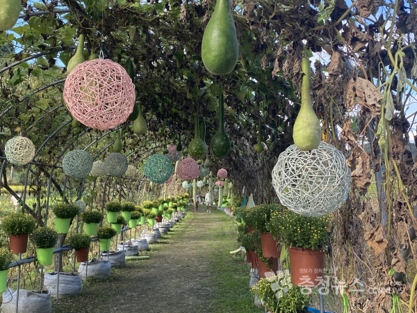 ‘ 오색빛 호박축제 ’대청호 가을을 물들인다