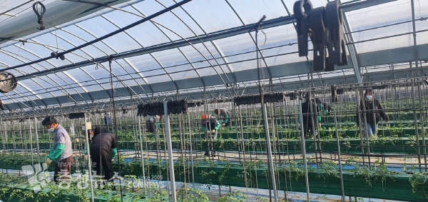 농촌 일손돕기 장면