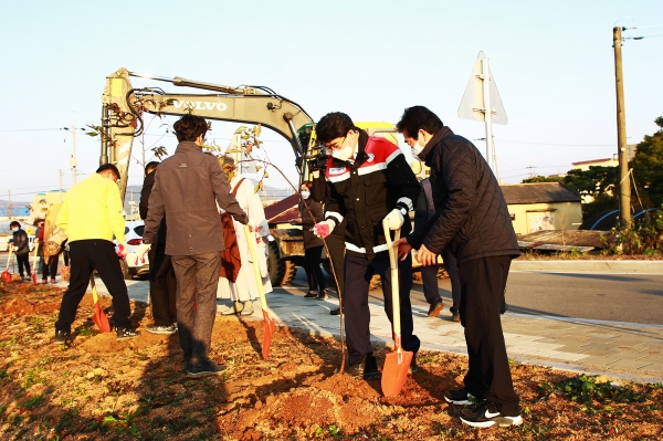3일 운산면 어울림광장에서 개심사 청벚꽃 후계목을 심는 모습