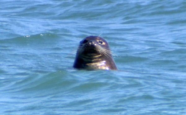 점박이물범이 서산 가로림만에서 노니는 모습(사진-서산태안환경운동연합 제공)