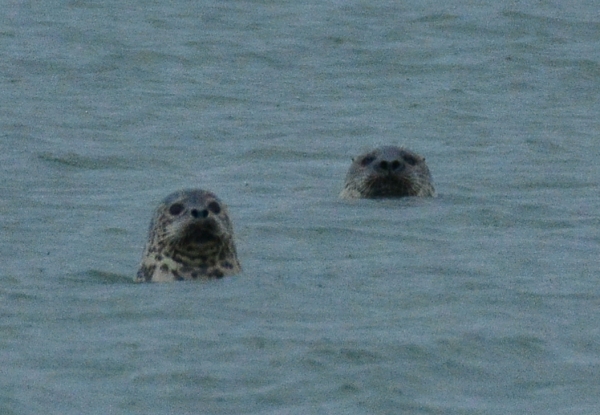 점박이물범이 서산 가로림만에서 노니는 모습(사진-서산태안환경운동연합 제공 2마리)
