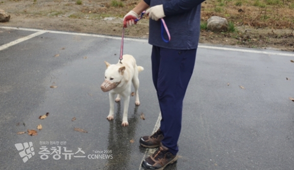 목줄 및 입마개 착용 모습 (사진=제천시)