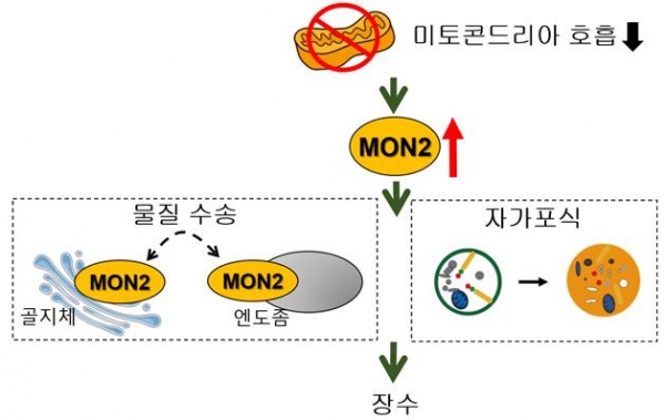 미토콘드리아 돌연변이에서 MON2가 장수를 유도하는 개념도