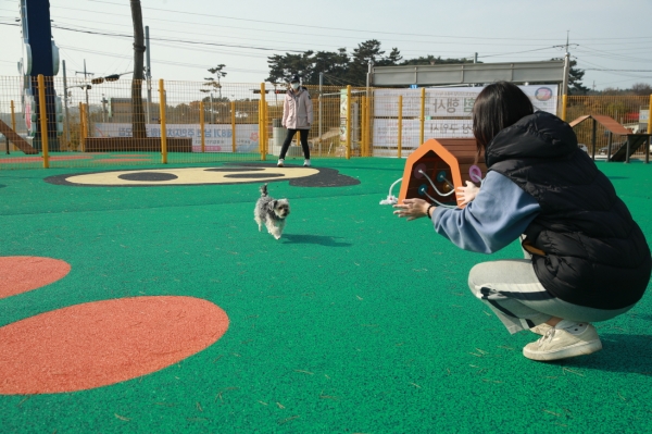 태안 반려동물 놀이터 모습