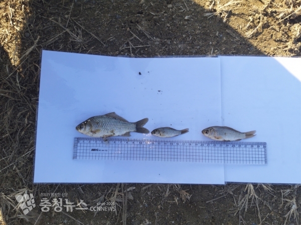 예당저수지에 방류한 붕어