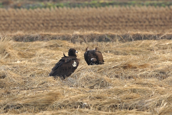 서산 천수만에서 NV 윙태그를 부착한 독수리가 먹이활동하는 모습