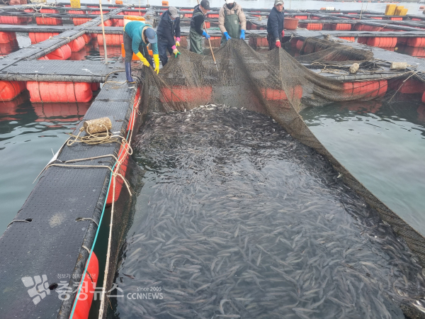 천수만 참조기 시험양식장