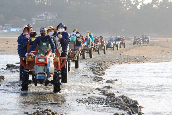 맹정호 서산시장이 11월 6일 바지락 채취를 위해 오지리 고창개항 일원(머드맥스 촬영지)에 경운기를 타고 들어가는 모습