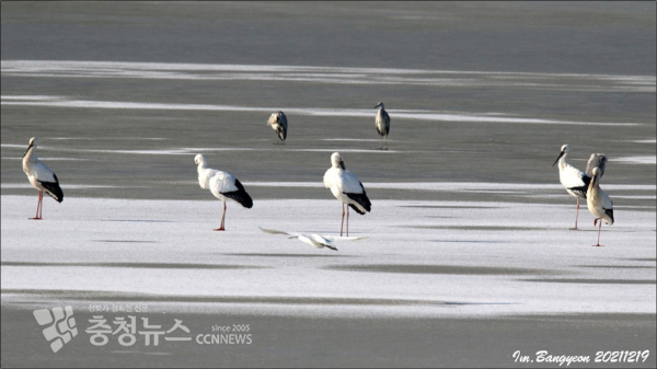 전국황새동시모니터링(사진=임방연)