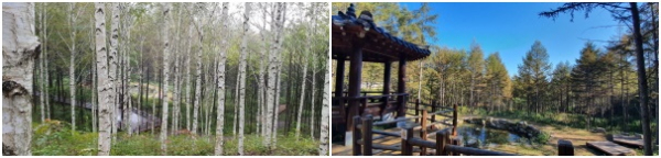 좌: 자작나무 숲 전경(국립김천치유의숲), 우: 세심정(국립김천치유의숲)