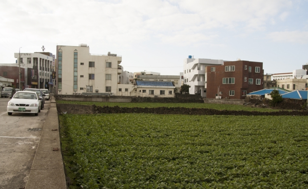 제주해녀항일운동이 전개된 세화 5일장터