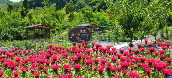 세종시 민간정원 1호로 등록된 전의면 신암골길 '목인동'