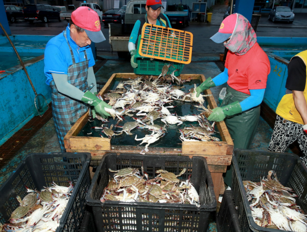 2021년 8월 근흥면 채석포항에서 꽃게를 수확하는 모습.