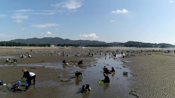 서천 선도리해변 갯벌 체험/충남도