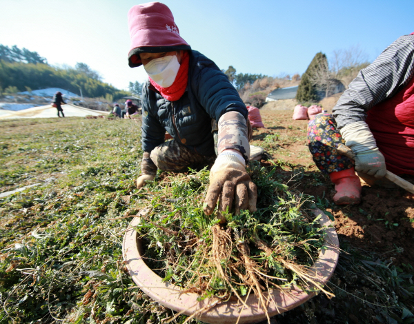 태안군 냉이수확 모습 (태안읍, 1월 6일) 및 선별작업