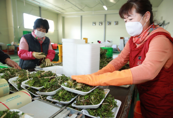 냉이 수확(태안읍, 1월 6일) 및 선별작업