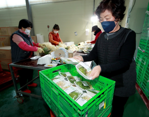 달래 수확(원북면, 1월 12일) 및 선별작업
