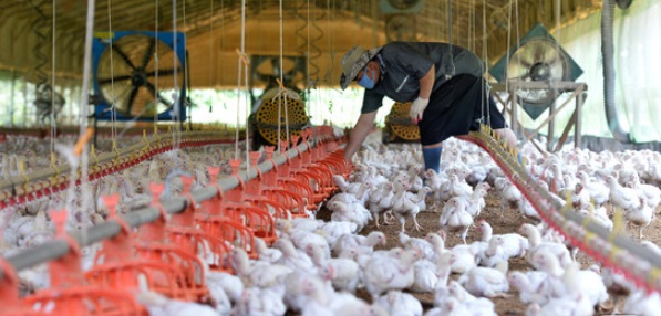 보령시 양계농가 모습